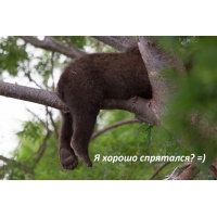 Я хорошо спрятался?