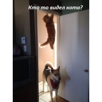 Кто то видел кота?