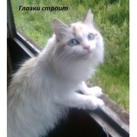 Глазки строит
