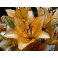 8   -  