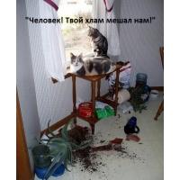 Порядок от котов