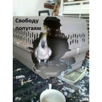 Свободу попугаям