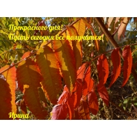 Прекрасного дня! Пусть сегодня все получится! Ирина