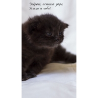 Доброго, нежного утра, успеха и побед.