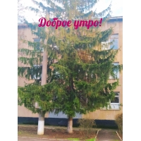 Доброе утро!