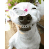    ;)