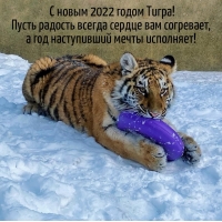 С новым 2022 годом Тигра!