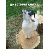 До встречи завтра.