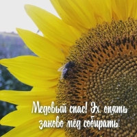 Медовый спас! Эх, опять заново мёд собирать.