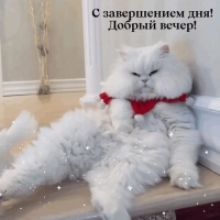 С завершением дня! Добрый вечер!