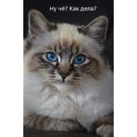  ?  ?