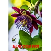 БЛАГОДАРЮ!