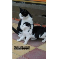 ,     !
