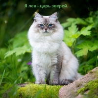   -  ...