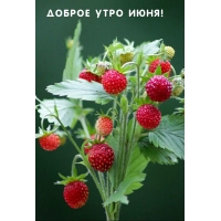 Доброе утро июня!