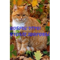 Доброе утро! Будьте здоровы!