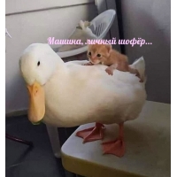 ,  ...
