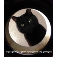 педро педро педро педро пе! хозяин дай котлету, устал уже!