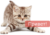 Привет!